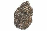 Polished Sericho Pallasite Meteorite ( g) Slice - Kenya #266433-2